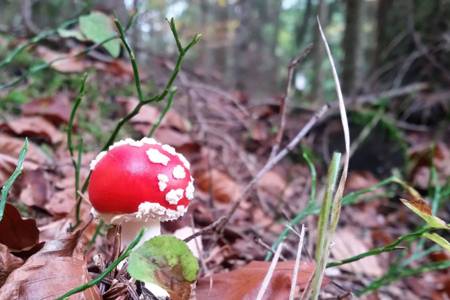 Kleiner Fliegenpilz