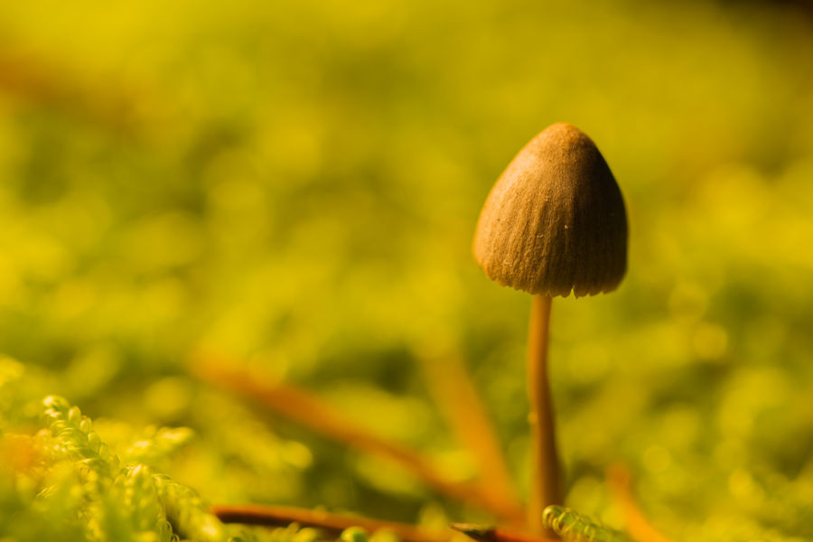 Kleiner Pilz