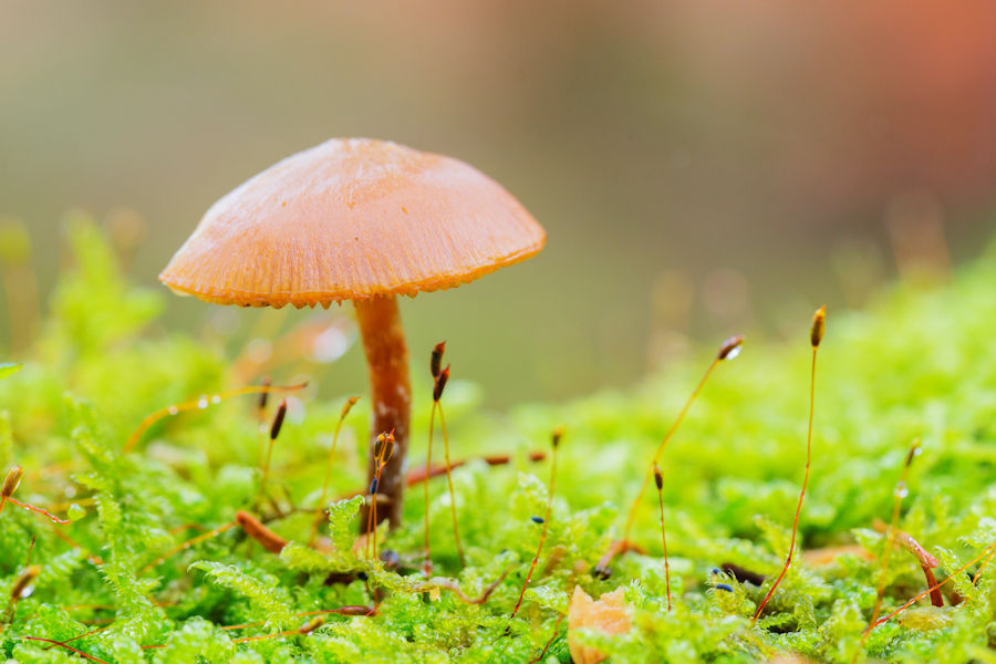 Kleiner Pilz im Moos