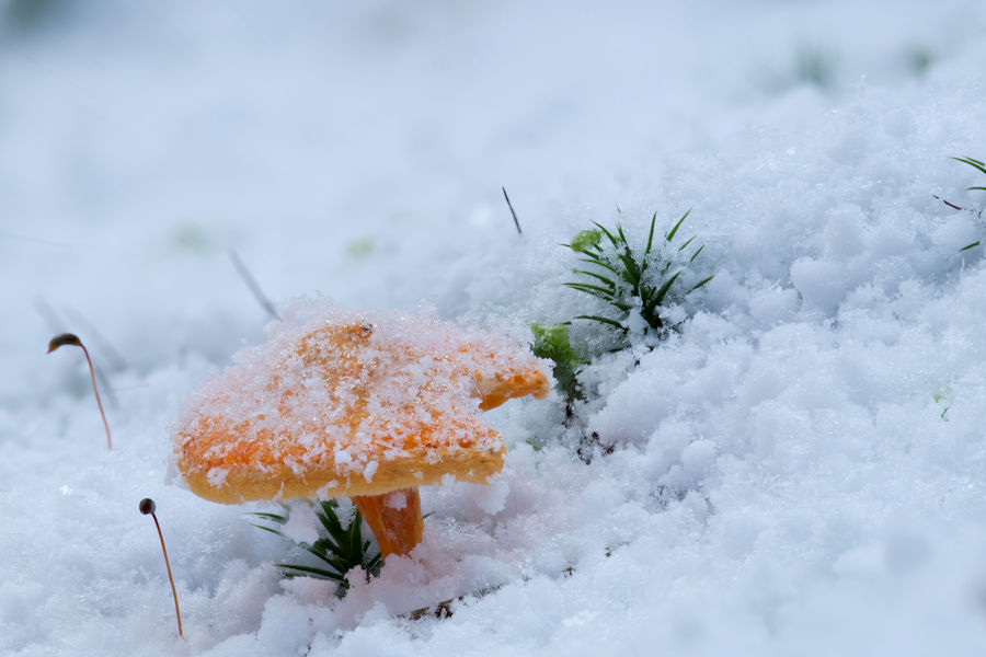 Kleiner Pilz im Schnee