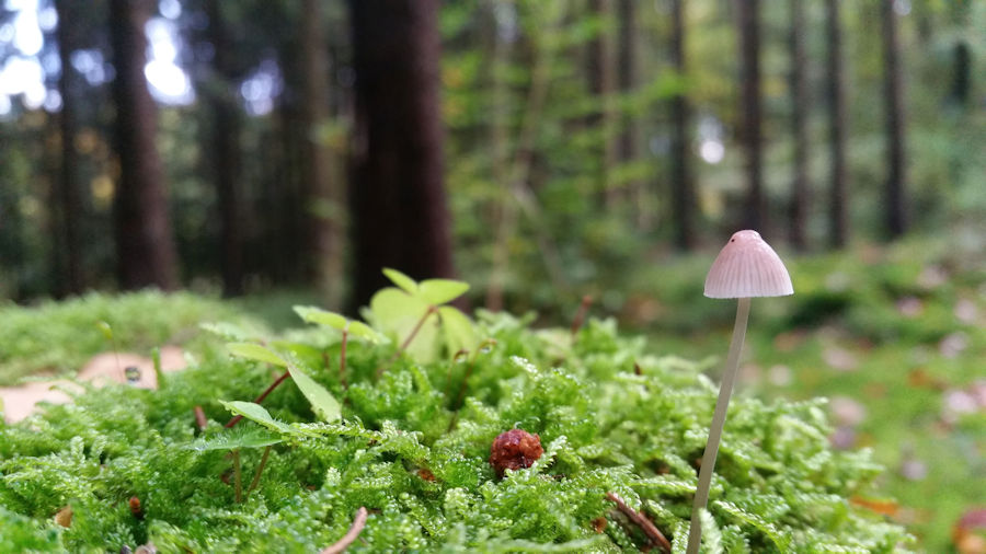 Kleiner Pilz im Wald
