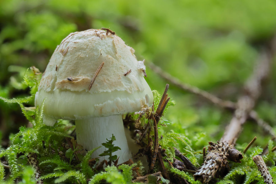 Knollenblätterpilz