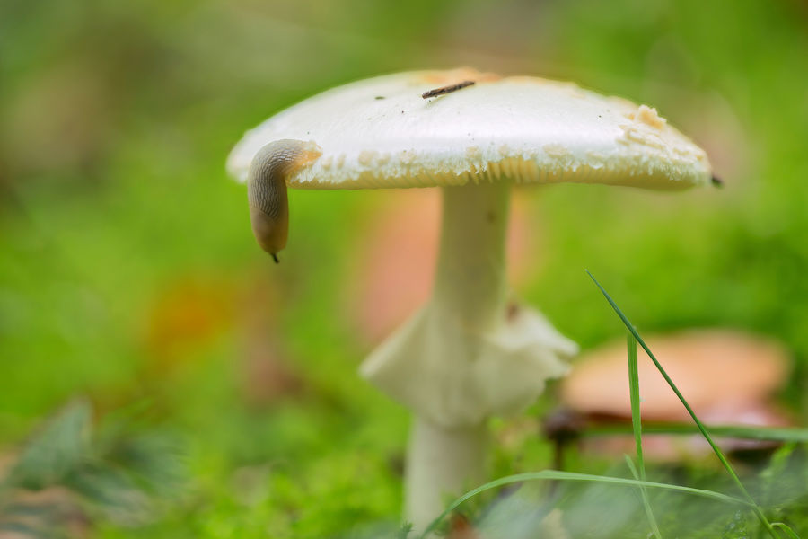 Knollenblätterpilz mit einer Schnecke