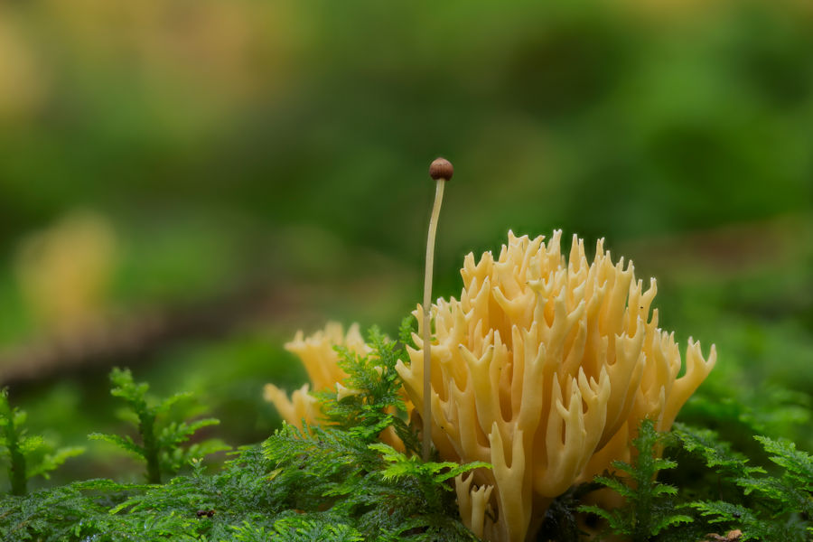 Korallenpilz im Moos