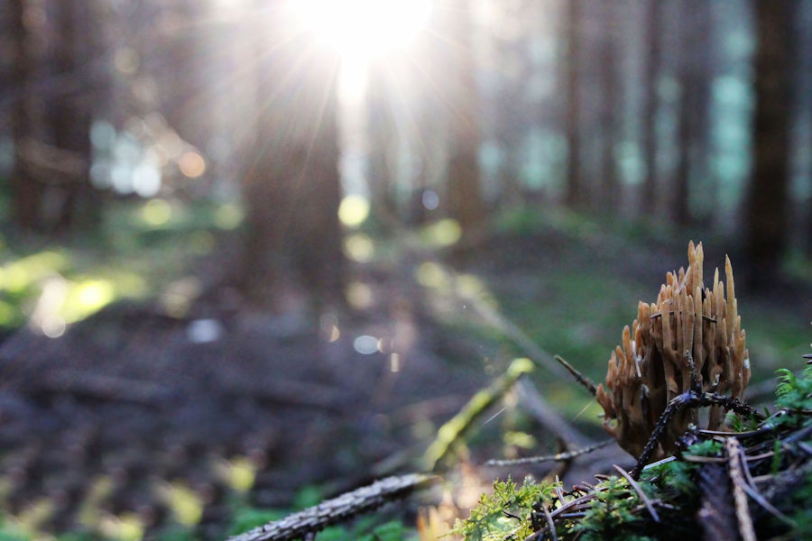 Korallenpilze im Gegenlicht