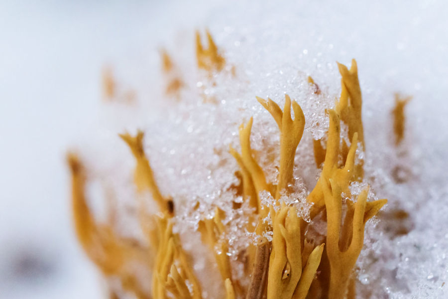 Korallenpilze im Schnee