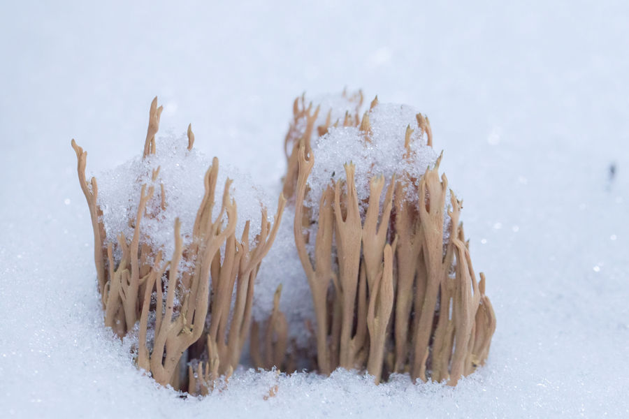 Korallenpilze im Schnee