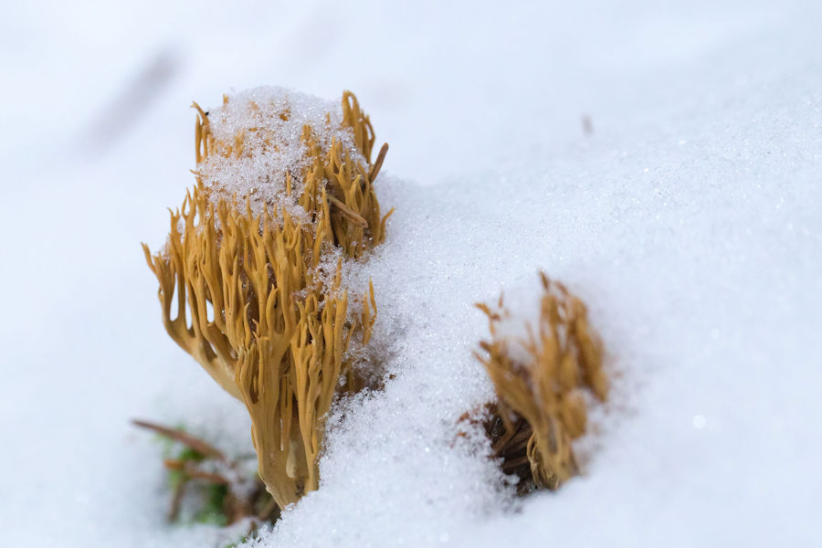Korallenpilze im Winter