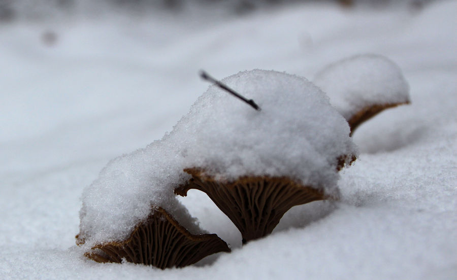 Leistlinge im Schnee