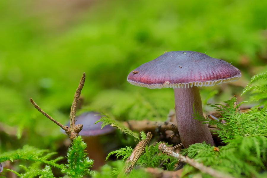 Lila Pilz