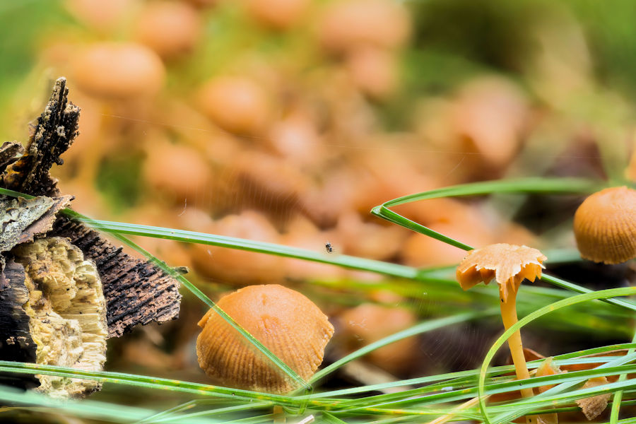 Mini Spinne in ihrem Netz bei vielen Pilzen