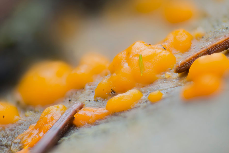 Orangeroter Pustelpilz