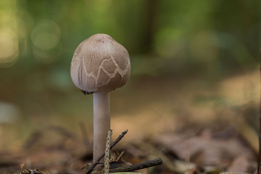 Parasol