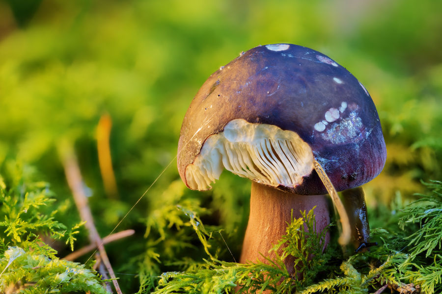 Pilz