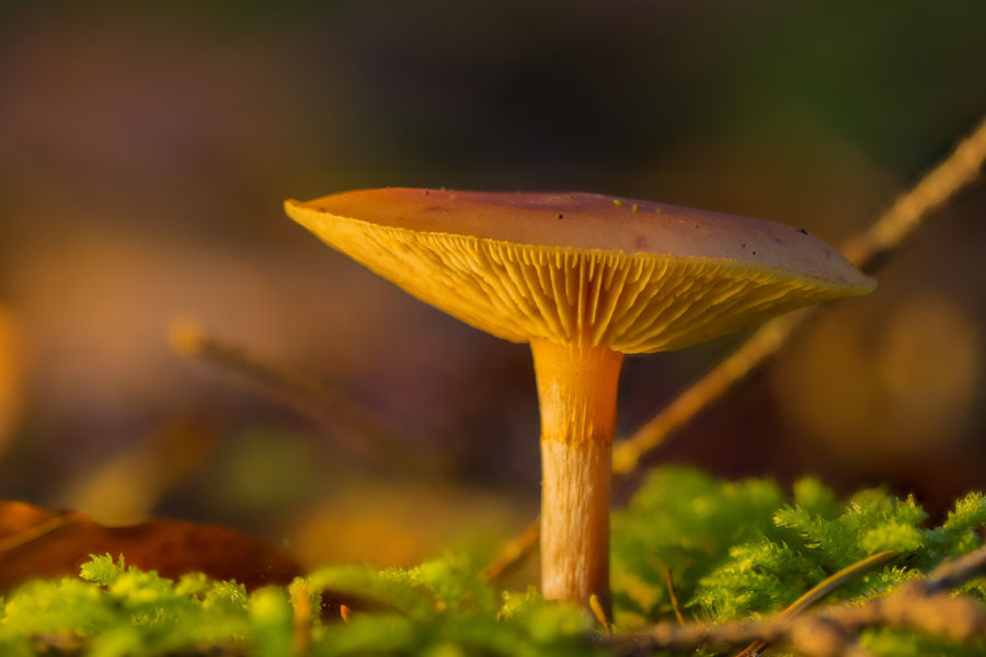 Pilz