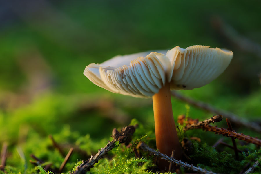 Pilz