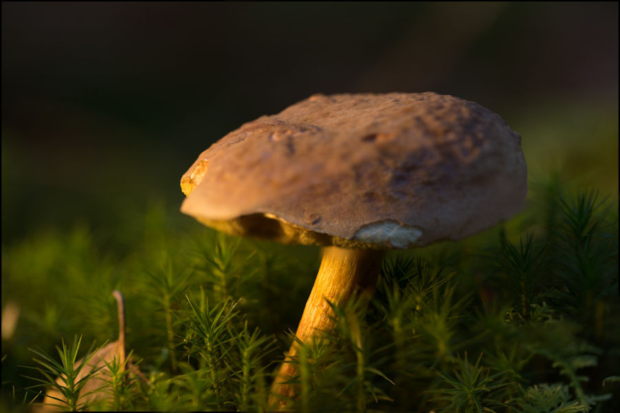 Pilz