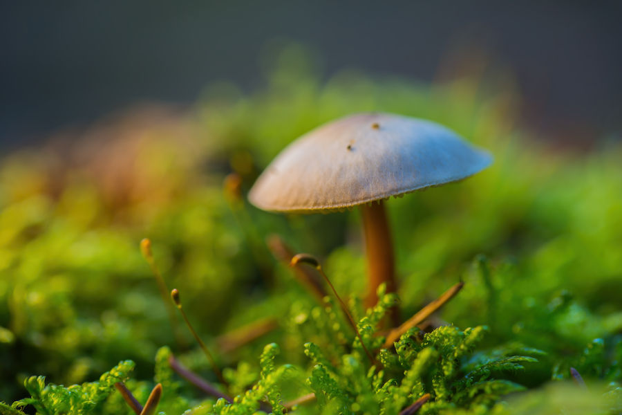 Pilz