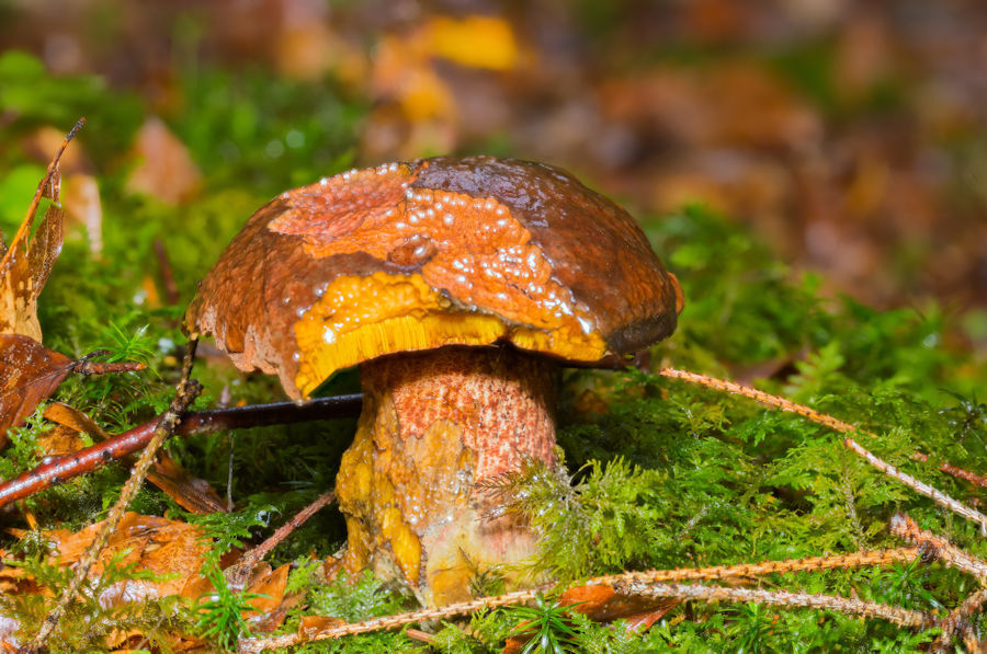 Pilz