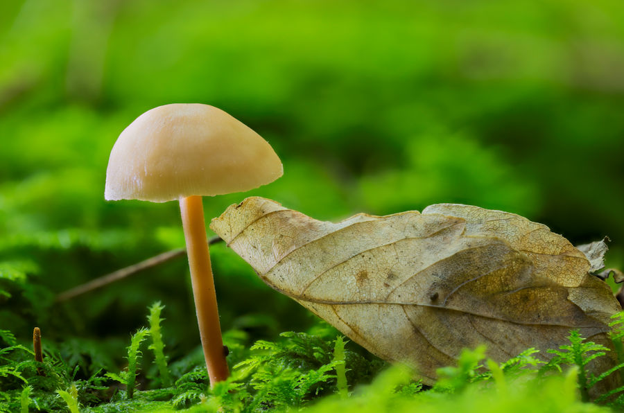 Pilz