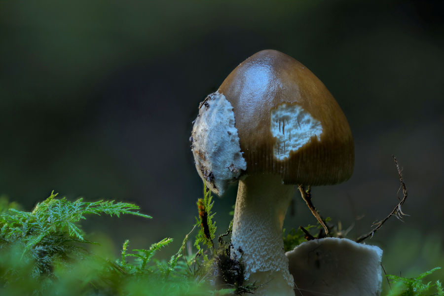 Pilz