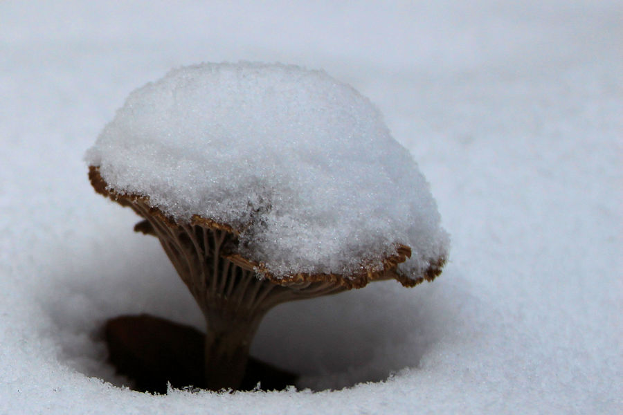 Pilz im Schnee