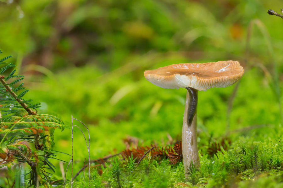 Pilz mit Schnecke