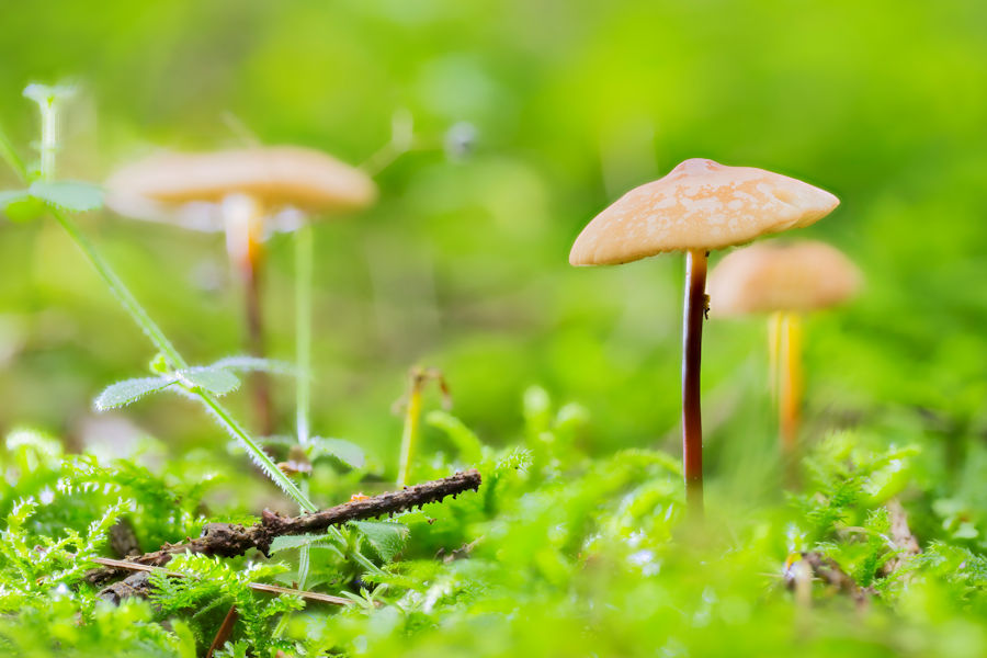 Pilze im Moos