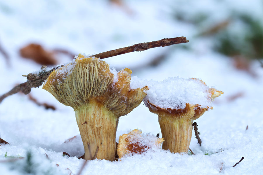 Pilze im Schnee
