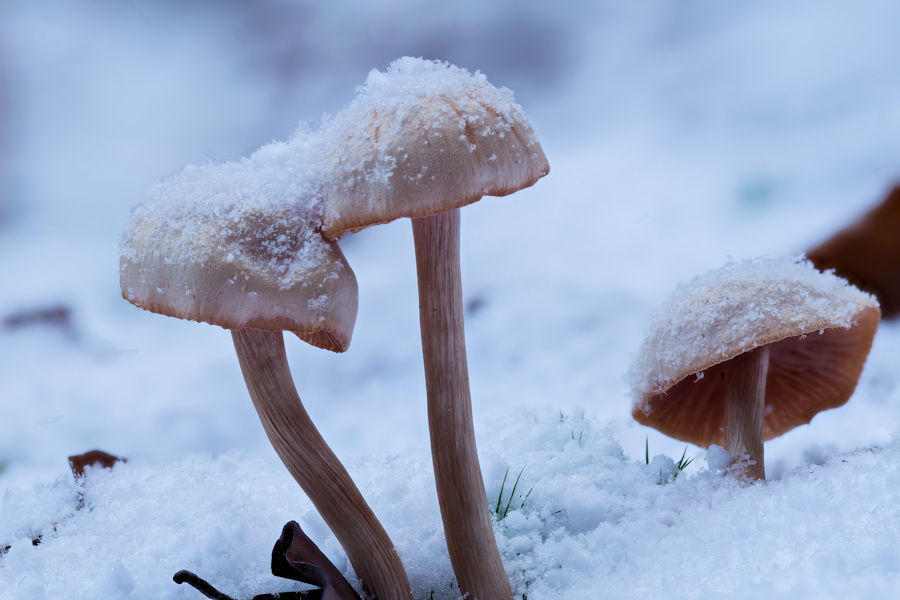 Pilze im Schnee