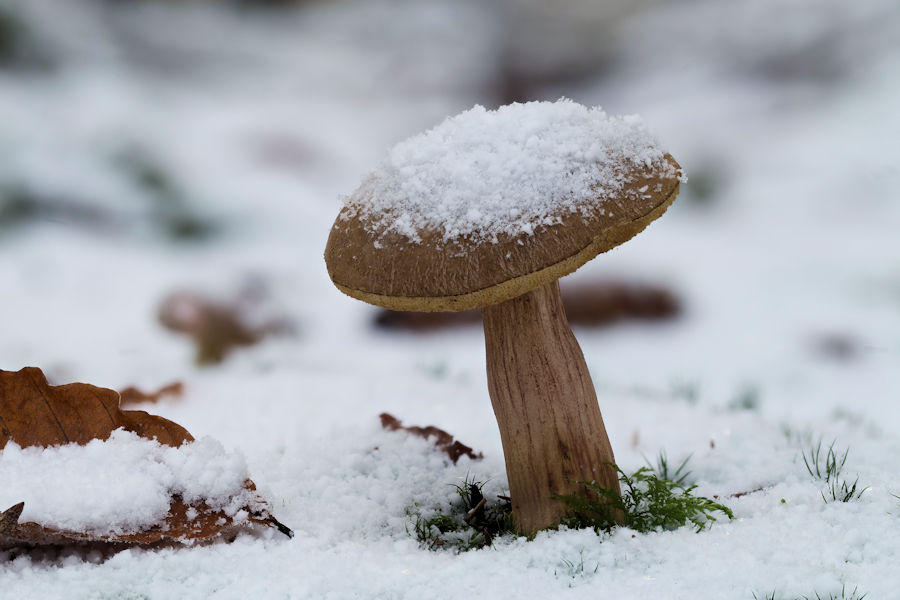 Röhrling im Schnee