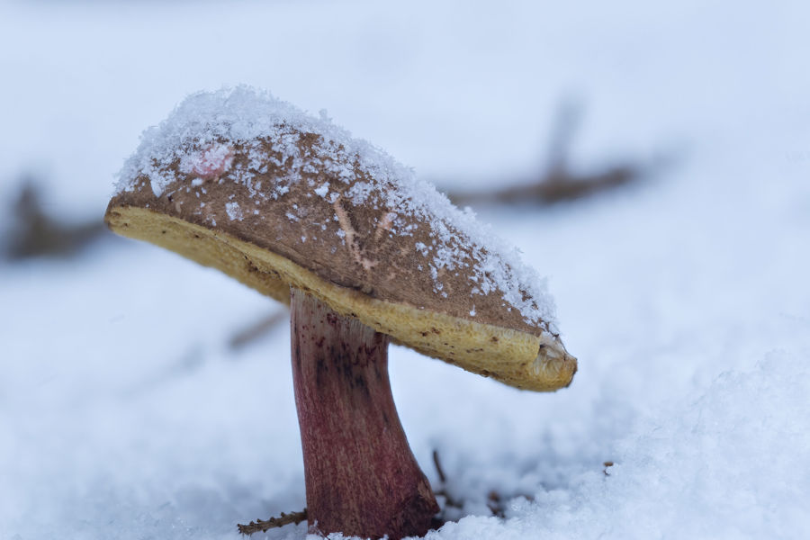 Rotfussröhrling im Schnee