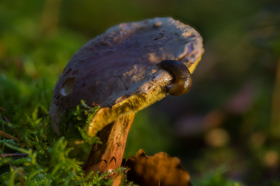 Rotfussröhrling mit Schnecke