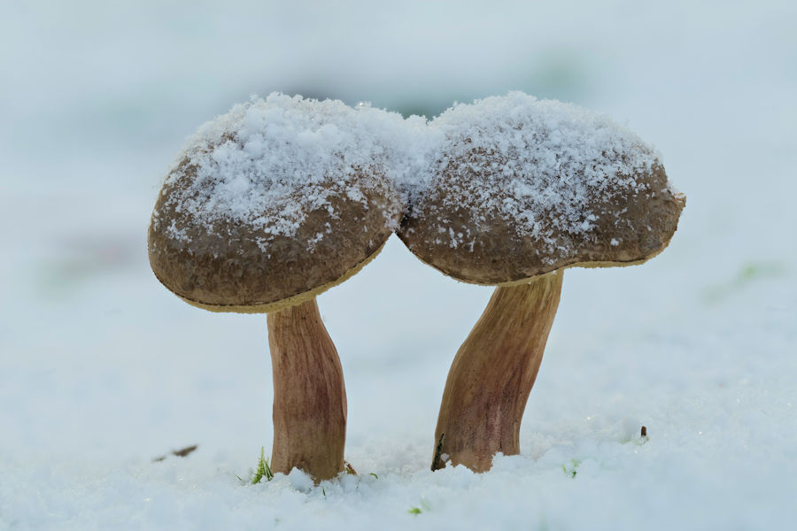 Rotfussröhrlinge im Schnee