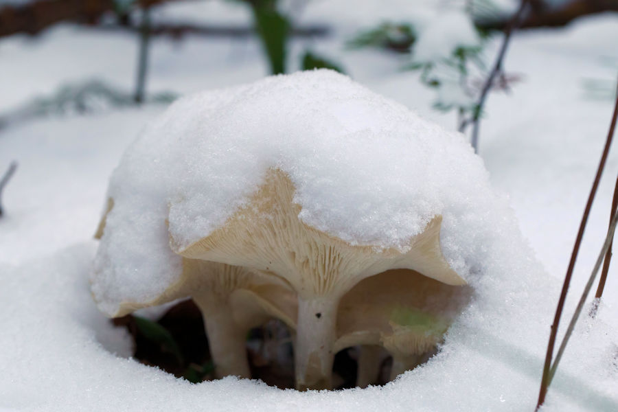 Schneebedeckte Leistlinge
