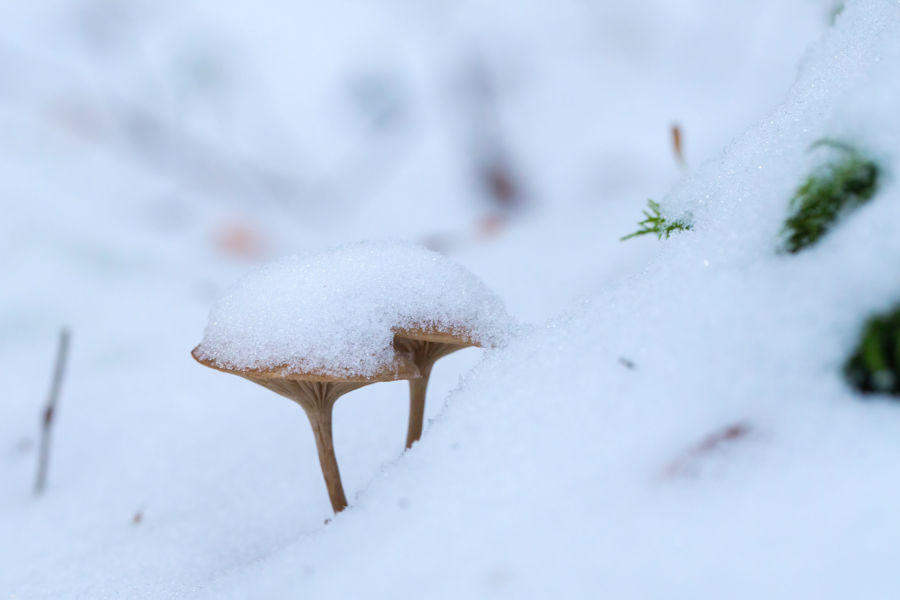 Schneebedeckte Pilze