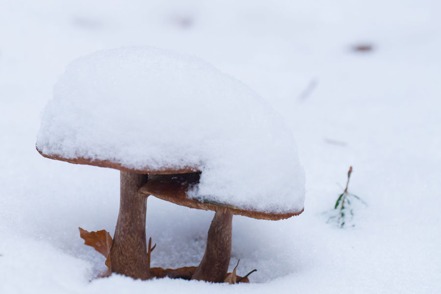 Schneebedeckte Rotfussröhrlinge