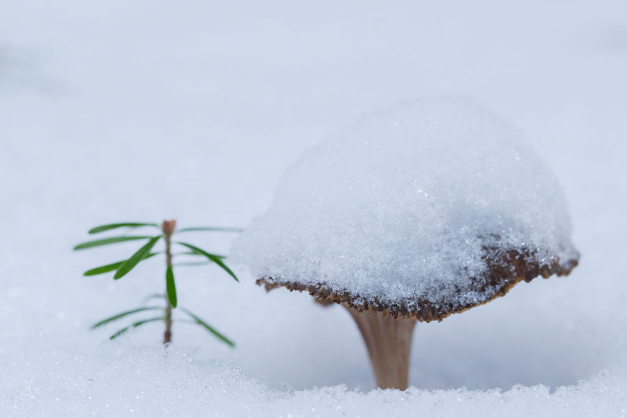 Schneebedeckter Pilz