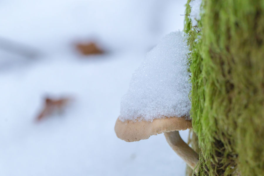 Schneebedeckter Pilz an einem bemoosten Baumstumpf