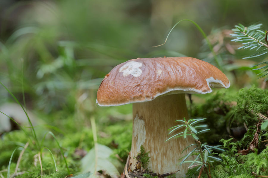 Steinpilz