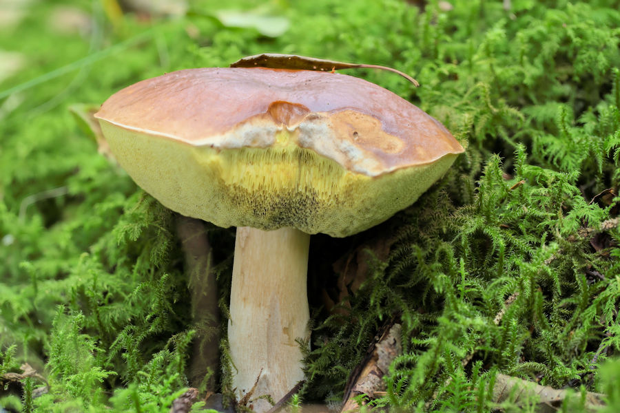 Steinpilz