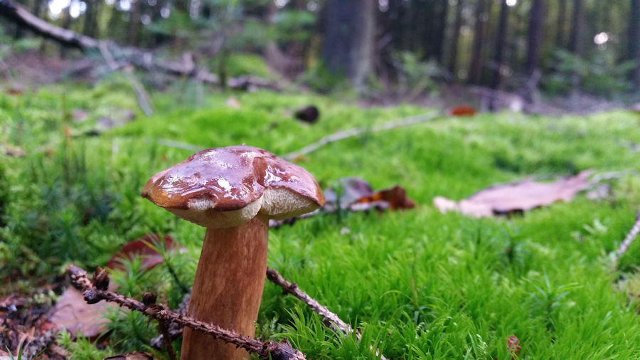 Steinpilz