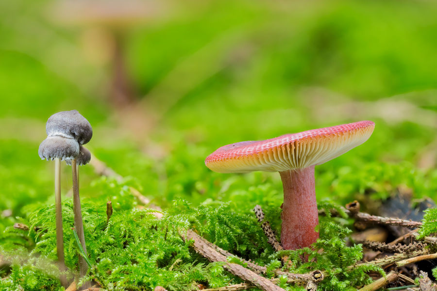 Täubling und kleine Pilze