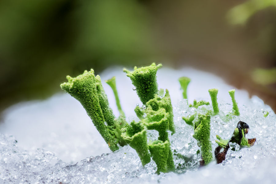 Trompetenflechten im Schnee