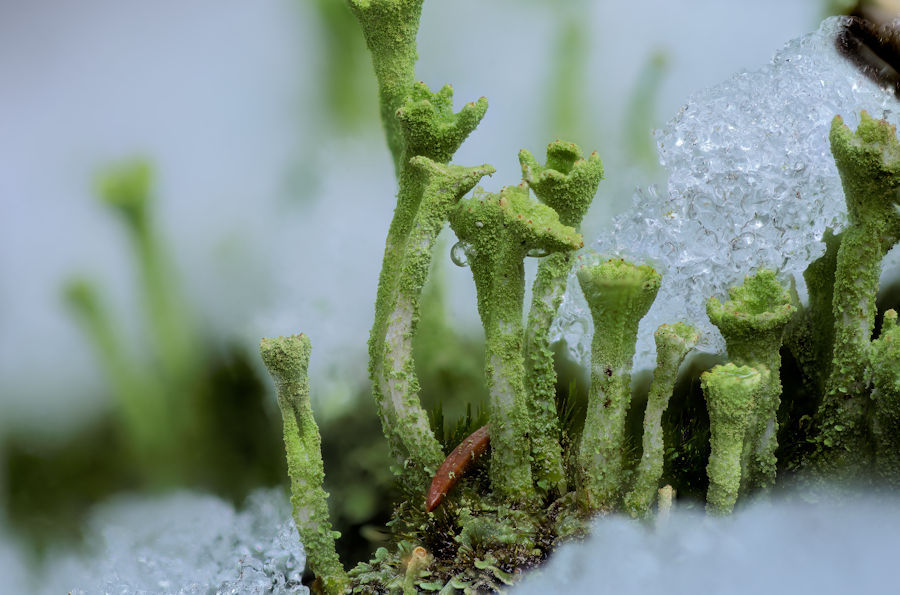 Trompetenflechten im Schnee