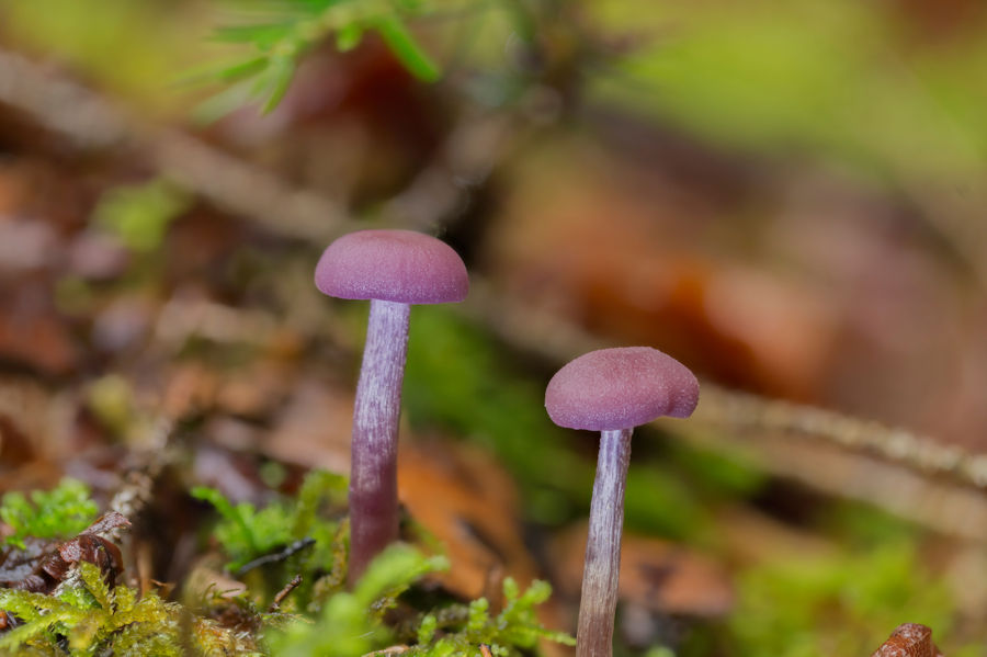 Violetter Lacktrichterlinge