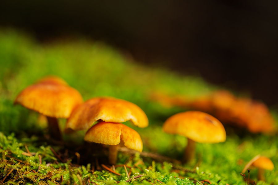 kleine Pilze