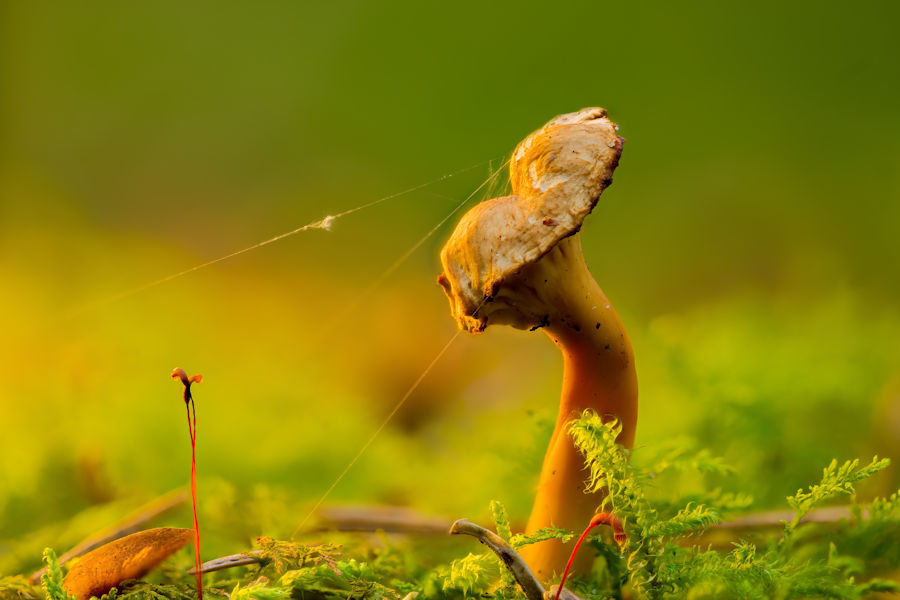 kleiner Pilz