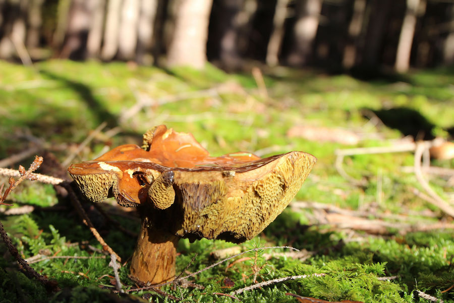 Alter Pilz im Wald