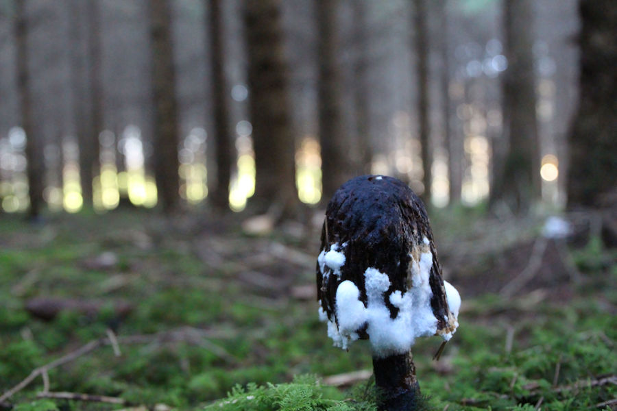 Alter Pilz im Wald